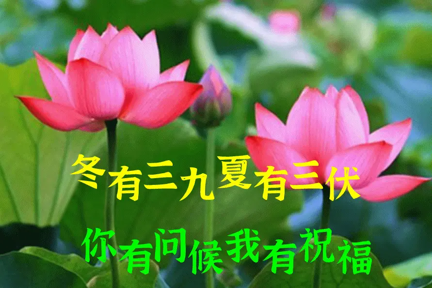 华扇_华扇_华扇