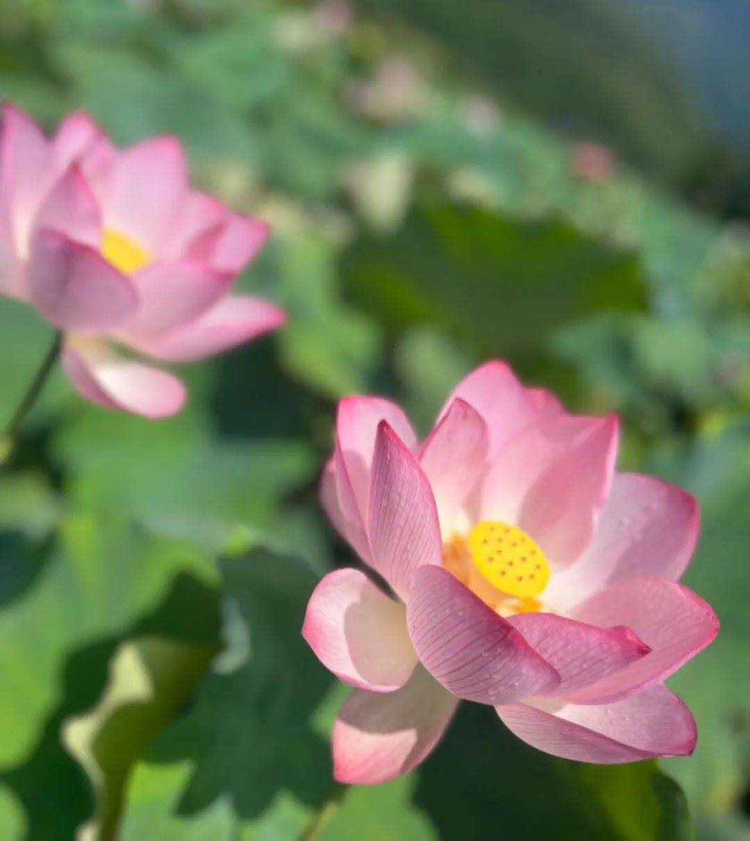 华扇_华扇_华扇