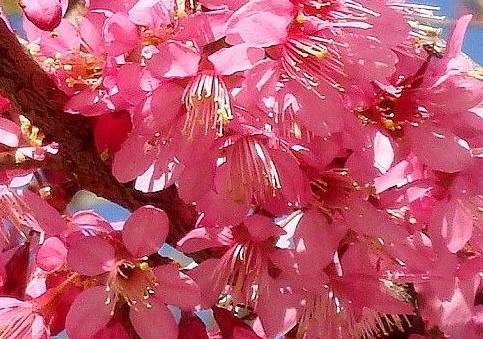 神秘樱花妖樱姬的传说:歌声中的哀愁与思念(图3) 樱花妖的好朋友是谁_樱花妖哪里多阴阳师_樱花妖