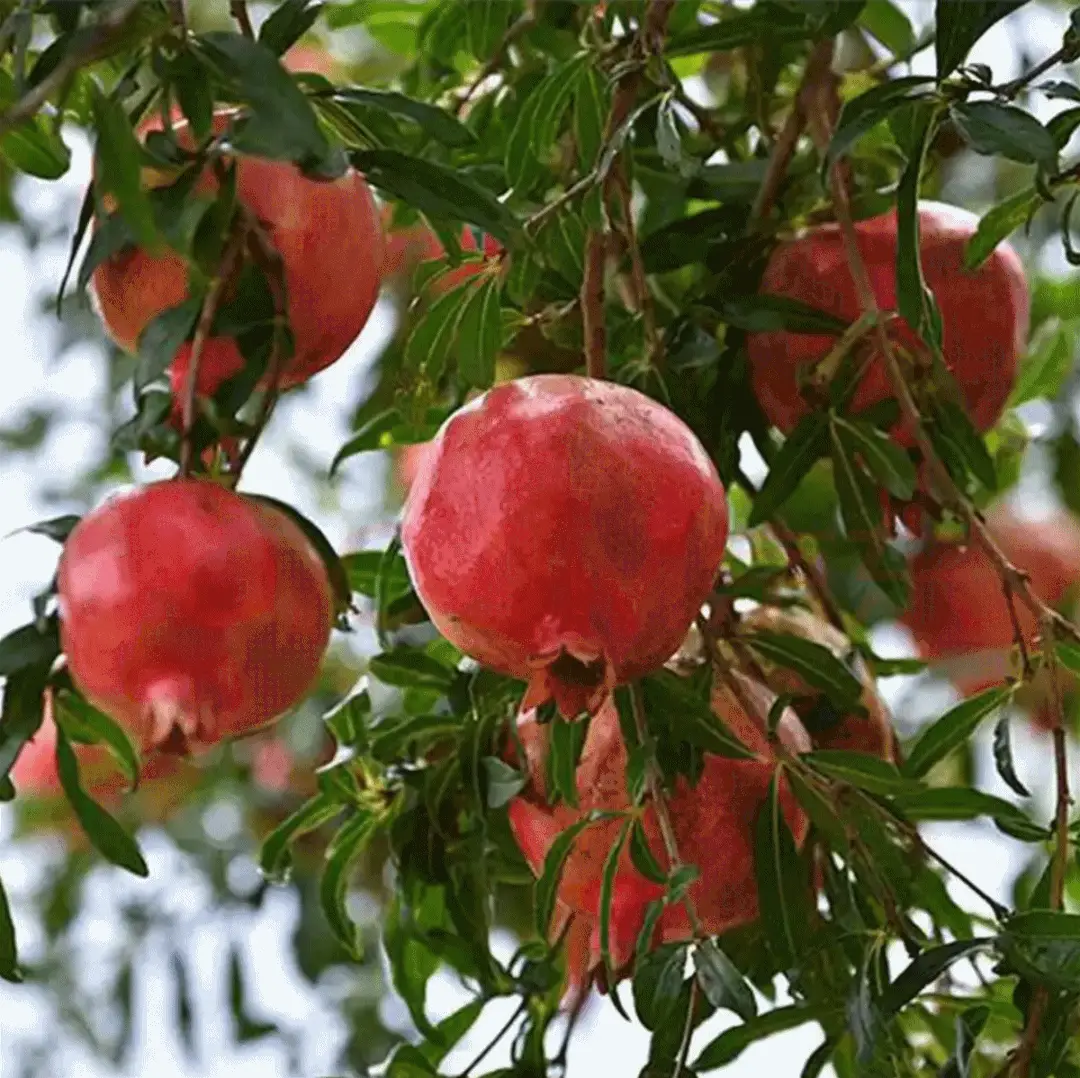秋天是几月到几月-秋天到底从几月开始又到几月结束?这是个没有确切答案的问题(图2) 秋天月是什么意思_秋天到来是几月_秋天是几月到几月