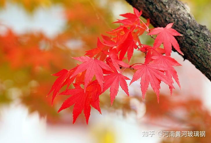 花未闻名歌曲_未闻花名_花未闻名钢琴曲