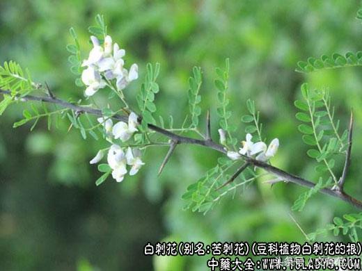 吃我狼牙棒 (图2) 吃我狼牙棒 (图2)