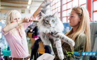 带猫游戏名,带猫游戏中的欢乐冒险之旅(图2) 带猫游戏名,带猫游戏中的欢乐冒险之旅(图2)