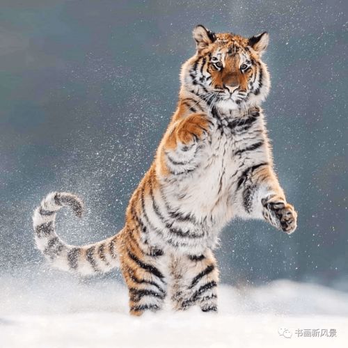 老虎吃人游戏(图1) 老虎吃人游戏(图1)