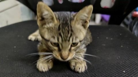 围小猫游戏,挑战智力的指尖游戏(图3) 围小猫游戏,挑战智力的指尖游戏(图3)