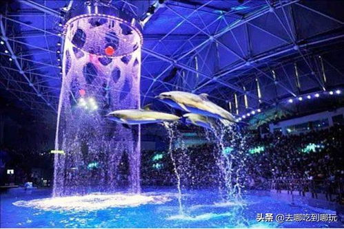豚秀游戏,畅游欢乐海洋(图2)