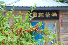 野菜庄园游戏,收获满满幸福时光(图3)
