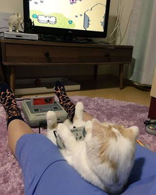 回头猫游戏,穿梭时空的奇幻冒险之旅(图2) 回头猫游戏,穿梭时空的奇幻冒险之旅(图2)