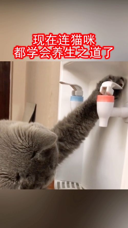 热水猫游戏,一场充满欢乐与智慧的趣味挑战之旅(图1) 热水猫游戏,一场充满欢乐与智慧的趣味挑战之旅(图1)