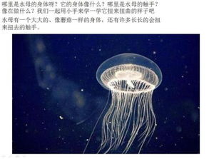 水母美术游戏,探索海洋生物的奇幻世界(图2) 水母美术游戏,探索海洋生物的奇幻世界(图2)