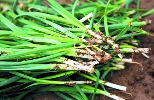 韭菜格游戏,揭秘虚拟世界中的财富传奇(图2) 韭菜格游戏,揭秘虚拟世界中的财富传奇(图2)