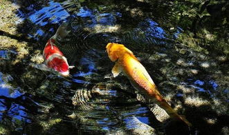 鲤鱼岛游戏,揭秘神秘岛屿的奇幻之旅(图1) 鲤鱼岛游戏,揭秘神秘岛屿的奇幻之旅(图1)