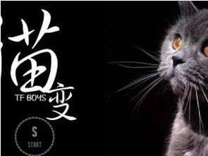 猫变大游戏,从萌宠到巨兽的奇幻冒险之旅(图2) 猫变大游戏,从萌宠到巨兽的奇幻冒险之旅(图2)
