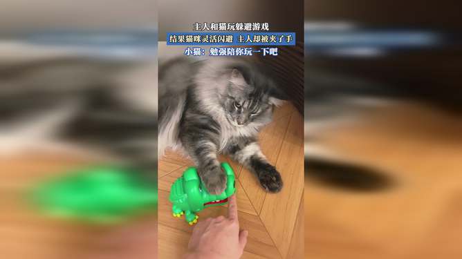 躲避主人游戏,与主人玩转捉迷藏游戏攻略(图1)