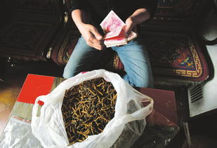 游戏虫草,游戏中的生命奇迹之旅(图1) 游戏虫草,游戏中的生命奇迹之旅(图1)