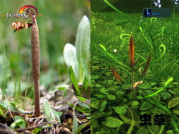 游戏虫草,游戏中的生命奇迹之旅(图2) 游戏虫草,游戏中的生命奇迹之旅(图2)