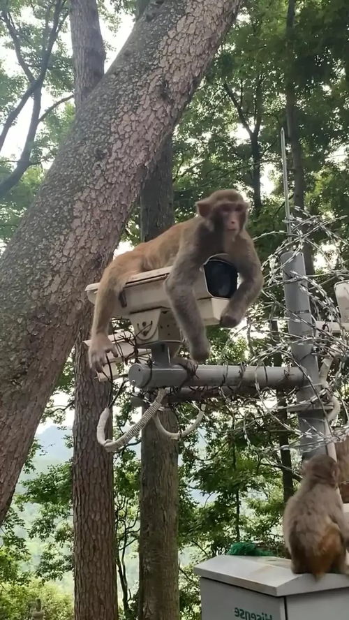 监控猴子游戏,揭秘动物世界的趣味互动(图1)