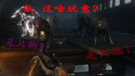 游戏解说狼,揭秘神秘狼人世界(图1) 游戏解说狼,揭秘神秘狼人世界(图1)