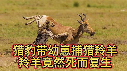 猎豹捕猎游戏,速度与力量的生死较量(图2) 猎豹捕猎游戏,速度与力量的生死较量(图2)