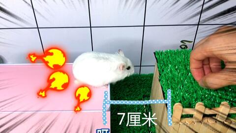 铁仓鼠游戏,生存挑战与智慧对决的极限游戏(图2) 铁仓鼠游戏,生存挑战与智慧对决的极限游戏(图2)