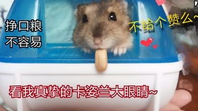 铁仓鼠游戏,生存挑战与智慧对决的极限游戏(图3) 铁仓鼠游戏,生存挑战与智慧对决的极限游戏(图3)