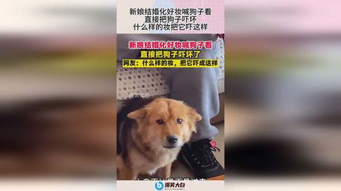 狗子爱游戏,揭秘狗狗的娱乐世界(图2) 狗子爱游戏,揭秘狗狗的娱乐世界(图2)