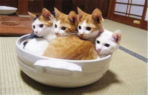 猫星宿游戏,开启奇幻冒险之旅(图2) 猫星宿游戏,开启奇幻冒险之旅(图2)