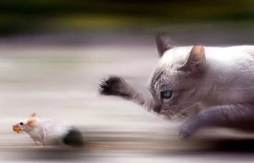 猫捉老鼠游戏亲子游戏,猫捉老鼠趣味游戏体验(图2) 猫捉老鼠游戏亲子游戏,猫捉老鼠趣味游戏体验(图2)