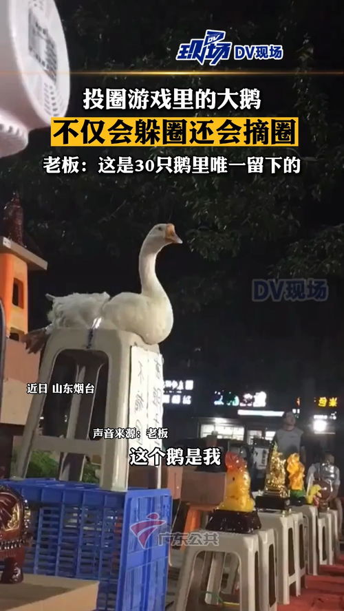 圈鹅游戏,欢乐无限(图3)