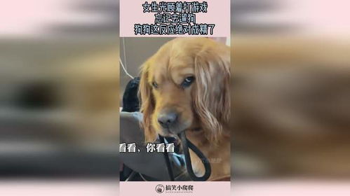 遛狗这个游戏,增进人宠情谊(图2) 遛狗这个游戏,增进人宠情谊(图2)