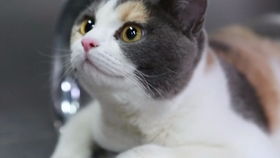 猫捕虫游戏,捕捉自然乐趣的童年游戏(图2) 猫捕虫游戏,捕捉自然乐趣的童年游戏(图2)