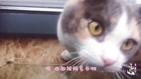 猫捕虫游戏,捕捉自然乐趣的童年游戏(图3) 猫捕虫游戏,捕捉自然乐趣的童年游戏(图3)