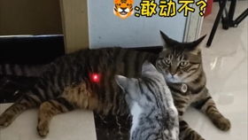 押尾猫游戏,探索奇幻世界的冒险之旅(图2)