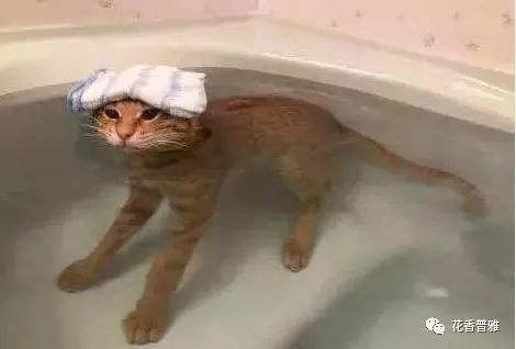 小猫泡澡游戏,小猫泡澡欢乐时光(图3) 小猫泡澡游戏,小猫泡澡欢乐时光(图3)
