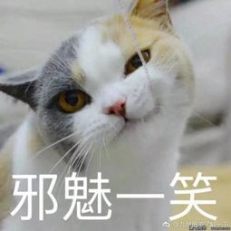 猫咪游戏黄,黄色彩绘中的奇幻冒险之旅(图2)