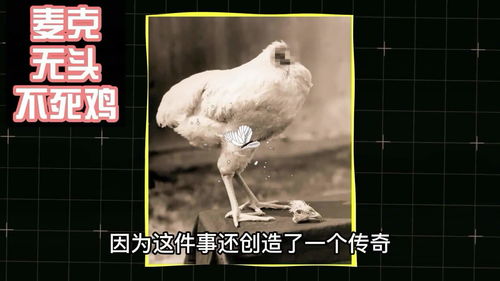 公鸡传说游戏,探寻神秘鸡国的奇幻冒险之旅(图1)