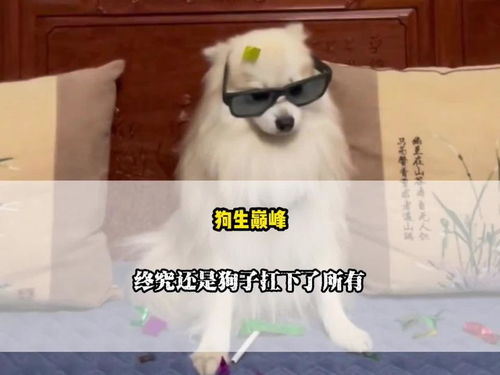 狗游戏解说,一场充满欢乐与智慧的宠物游戏盛宴(图1)