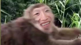猴子游戏包,探索趣味编程的无限可能(图3)