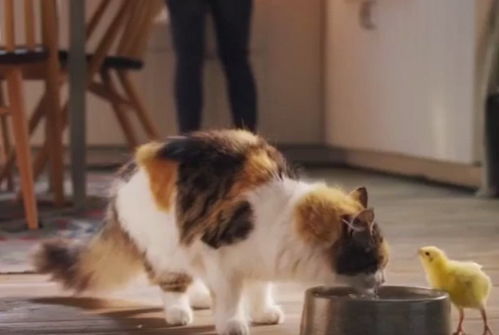 黄游戏猫猫,揭秘虚拟世界的魅力与挑战(图3) 黄游戏猫猫,揭秘虚拟世界的魅力与挑战(图3)