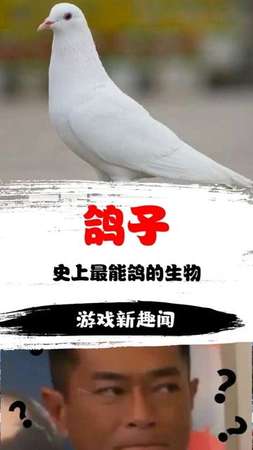 游戏的鸽子,探索游戏中的鸽子奥秘(图1)