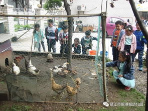 户外游戏观察游戏背景,户外游戏中的自然探索与童年记忆(图2)