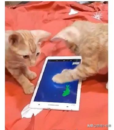 猫平板游戏,探索平板上的奇幻冒险之旅(图2) 猫平板游戏,探索平板上的奇幻冒险之旅(图2)