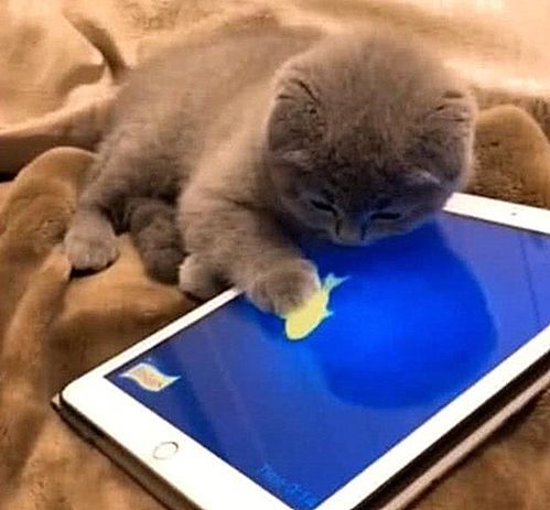猫平板游戏,探索平板上的奇幻冒险之旅(图3) 猫平板游戏,探索平板上的奇幻冒险之旅(图3)