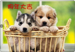 狗攀游戏,趣味横生的宠物冒险之旅(图3) 狗攀游戏,趣味横生的宠物冒险之旅(图3)