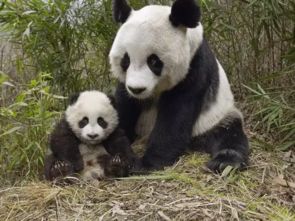 熊猫云游戏,轻松玩转虚拟世界(图1)