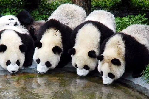 熊猫云游戏,轻松玩转虚拟世界(图2)