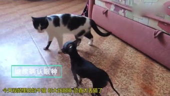 熏儿母狗和付傲游戏,探寻宠物与虚拟世界的奇妙交融(图1)