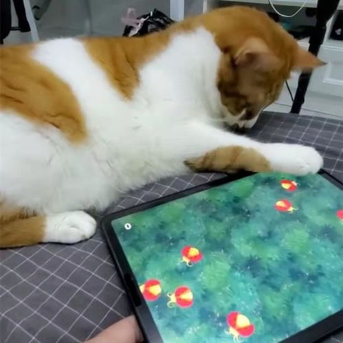 小鱼游戏猫咪,小鱼游戏中的萌宠冒险之旅(图2) 小鱼游戏猫咪,小鱼游戏中的萌宠冒险之旅(图2)