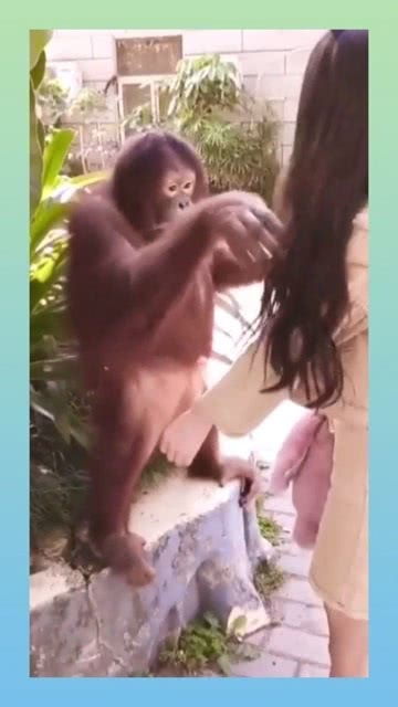 猩猩玩游戏,灵长类动物的数字挑战之旅(图3) 猩猩玩游戏,灵长类动物的数字挑战之旅(图3)