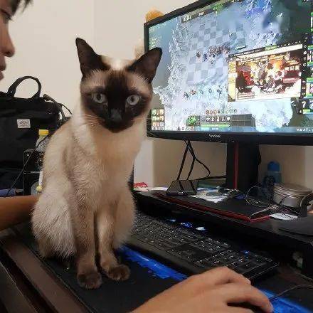 女生小猫咪游戏大全(图3) 女生小猫咪游戏大全(图3)
